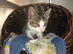 Støt Inges Kattehjem