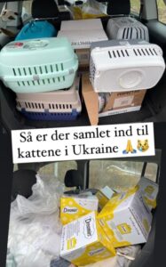 Støt Inges Kattehjem
