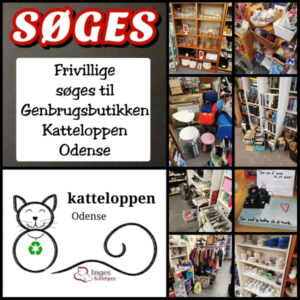 Støt Inges Kattehjem