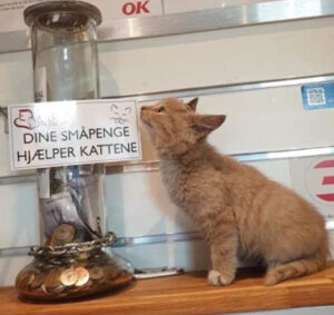 Støt Inges Kattehjem
