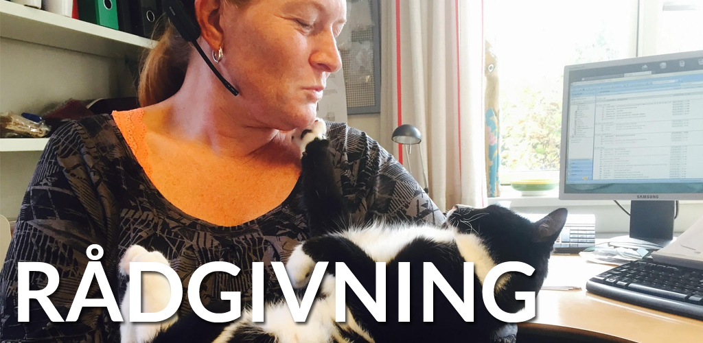 Støt Inges Kattehjem