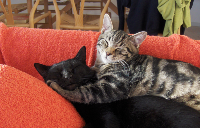 Margaret Mitchell modvirke Encommium Katte med andre katte - Inges Kattehjem