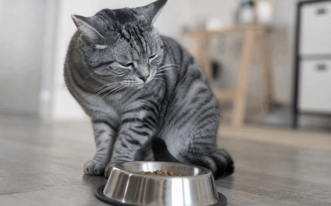 Hvorfor stopper katten med at spise?