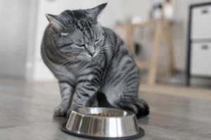 Katten stopper med at spise før den er færdig
