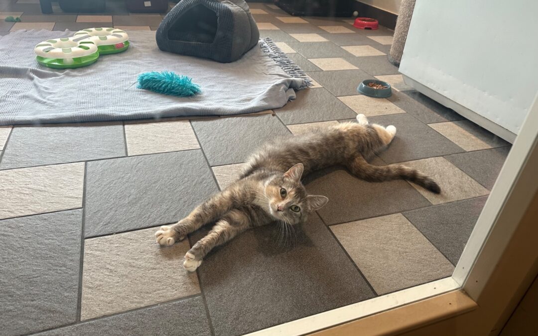 Susi