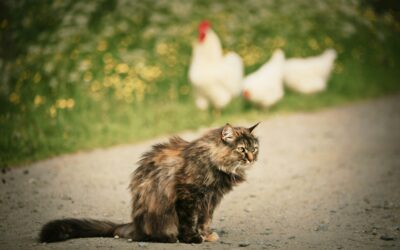 Fugleinfluenza fundet hos danske hunde og herreløse katte