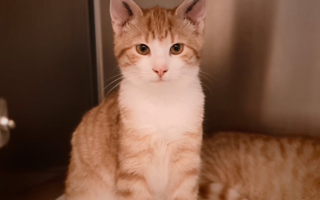 Oliver